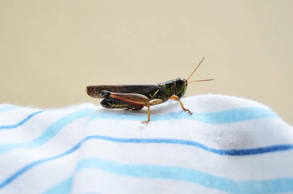 Crickets: The Chirping Thermometers (Image Credits: Stocksnap)