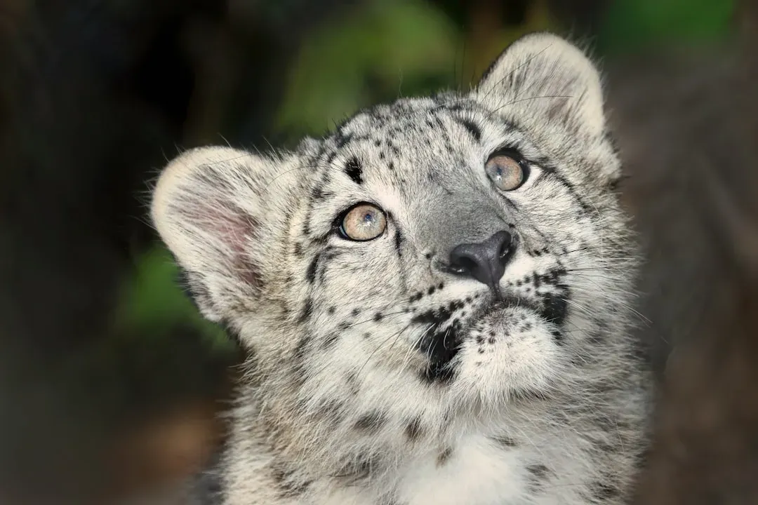 #2: Their Habitat Is Almost Incomprehensibly Remote (Image Credits: Unsplash)