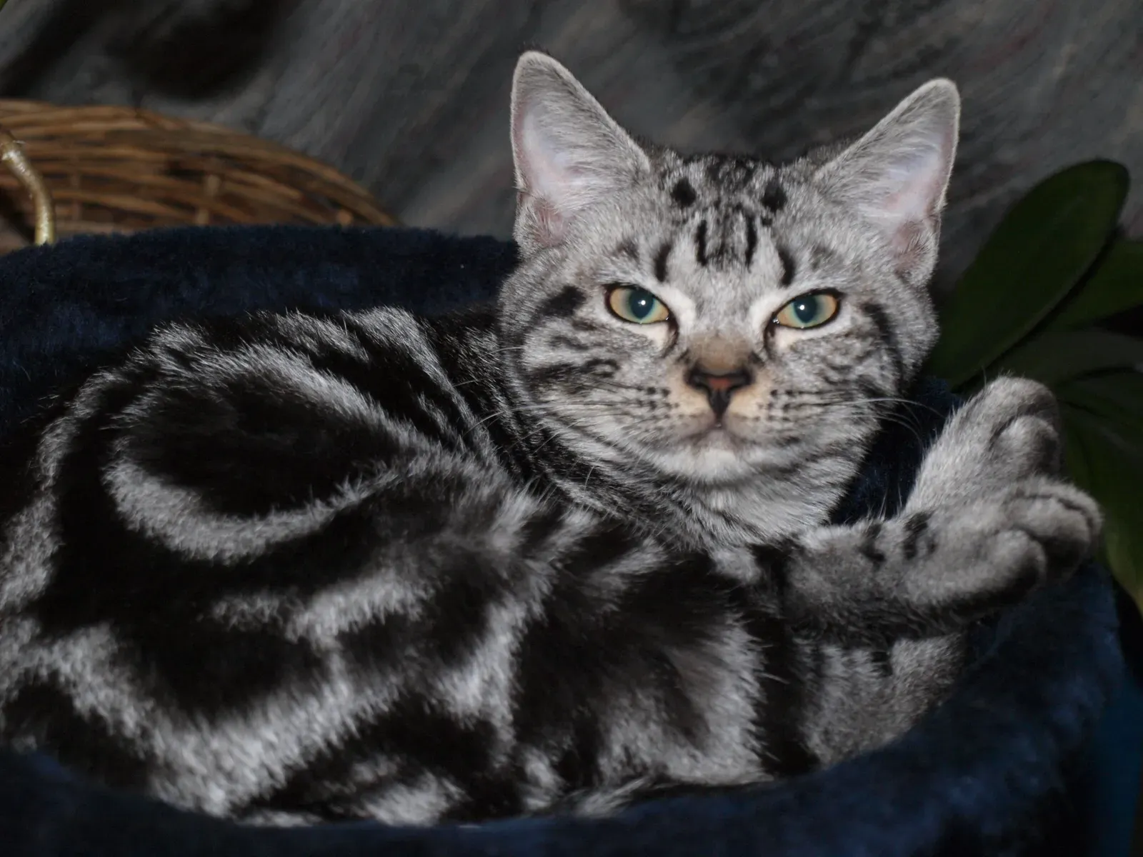 Capricorn and the American Shorthair (Image Credits: Wikimedia)