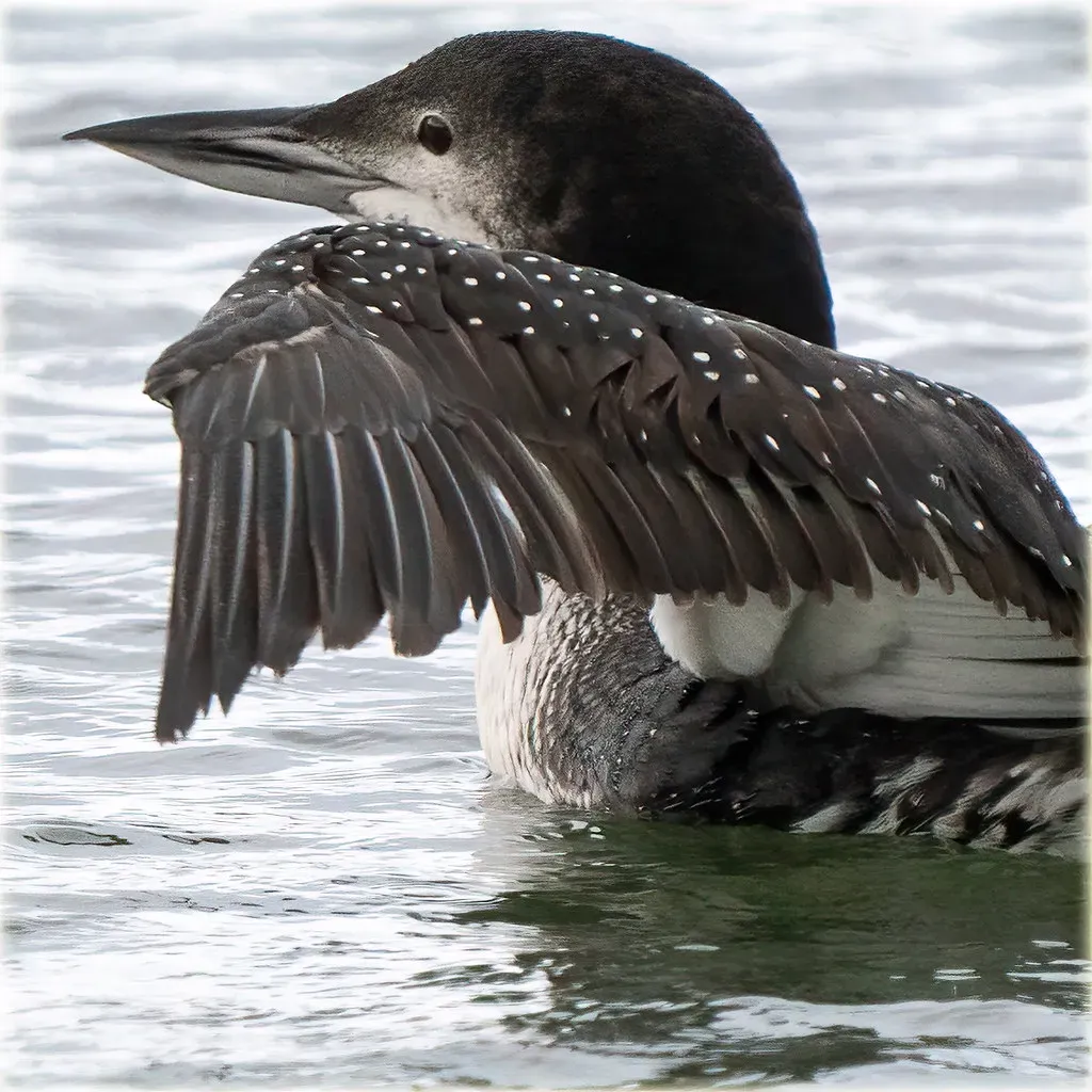 8. The Common Loon (Minnesota) - The Haunting Voice of the Wilderness (marneejill, Flickr, CC BY-SA 2.0)
