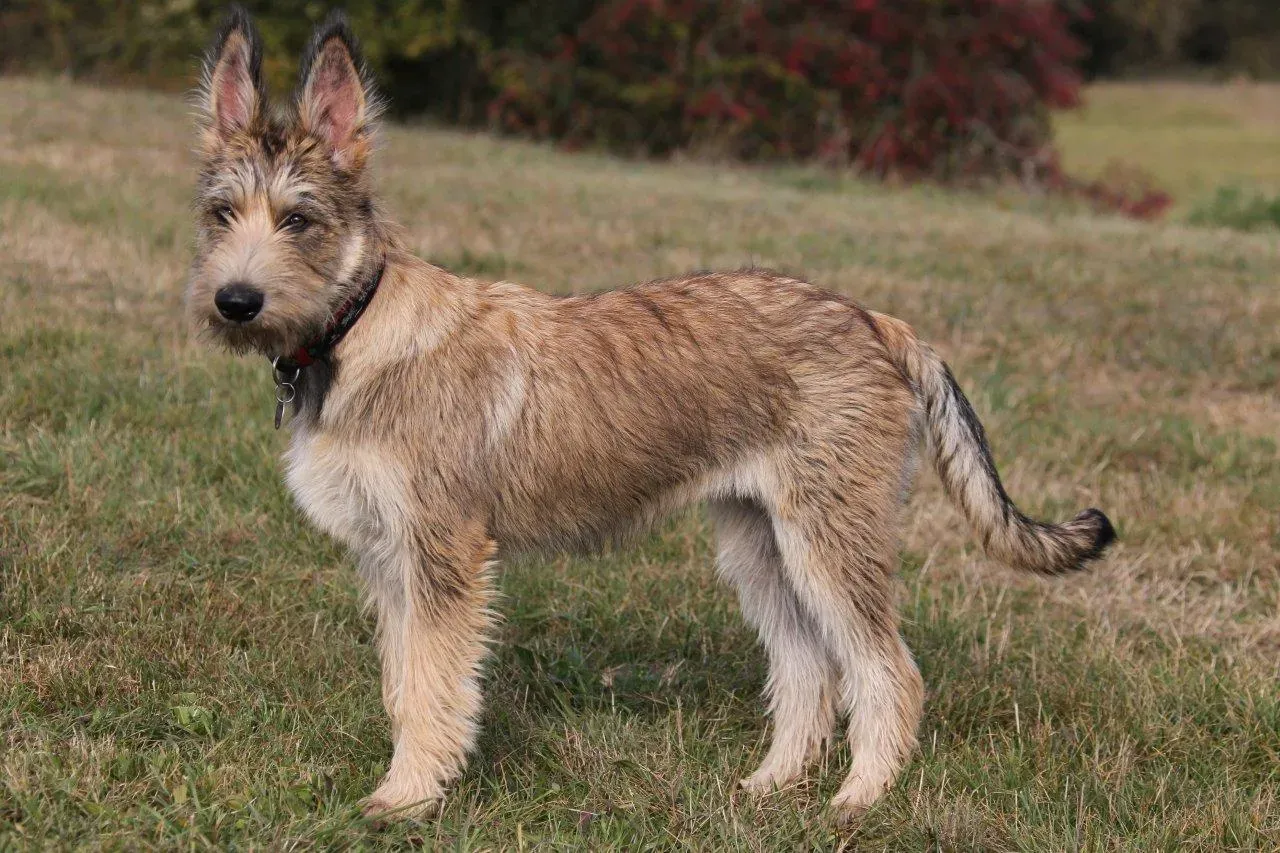 Berger Picard: France's Scruffy Shepherd (Image Credits: Wikimedia)