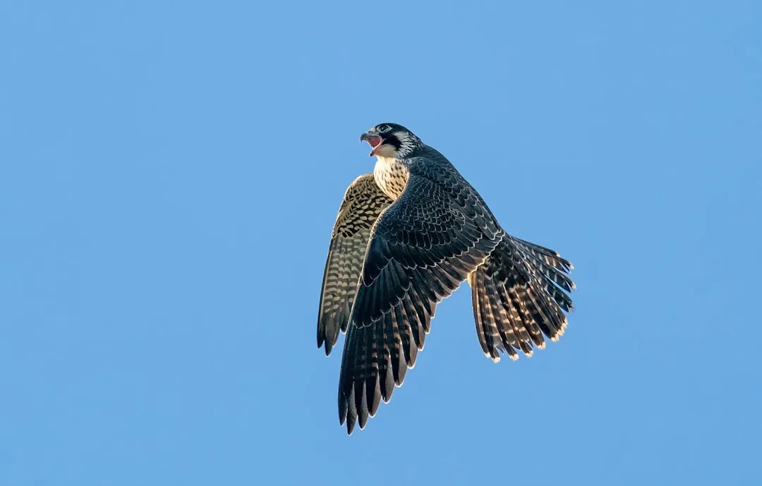 #3 - Common Nighthawk: The Dusk Flyer That Vanished from the Sky (Image Credits: Unsplash)