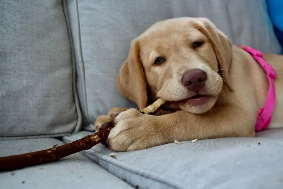 7. Chewing is a phase that requires management, not just scolding (Image Credits: Pexels)