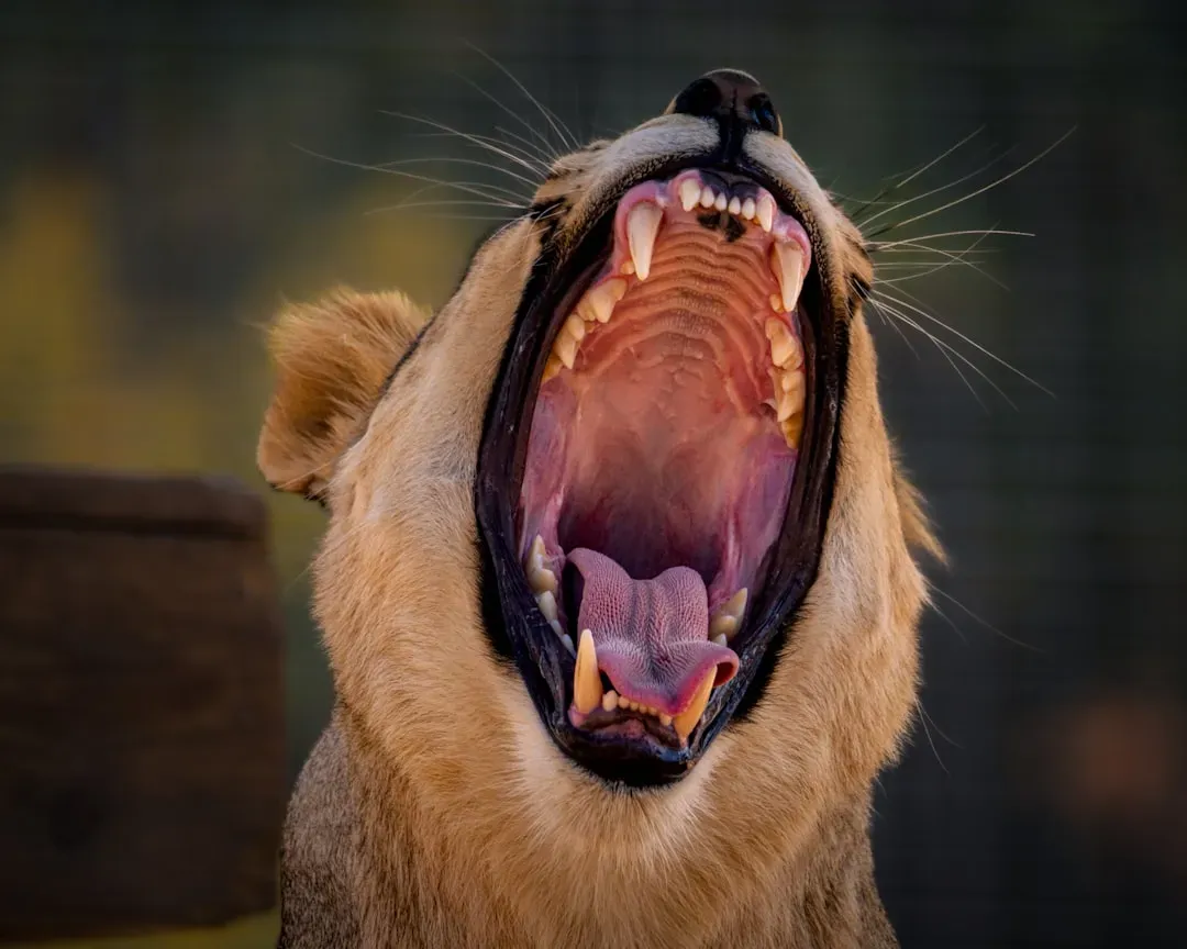 #1: The Low Growl &ndash; Nature's Universal Warning Frequency (Image Credits: Unsplash)