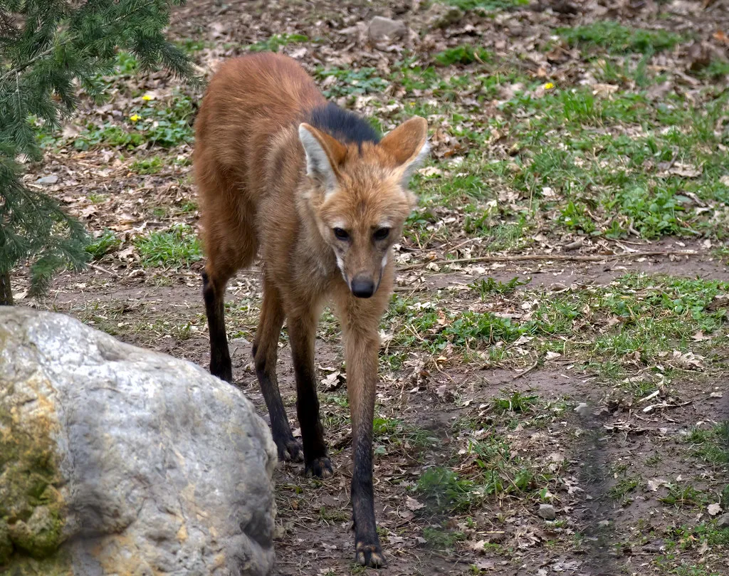 7. Its conservation story is uniquely tied to South American savannas (Rengyr, Flickr, CC BY 2.0)
