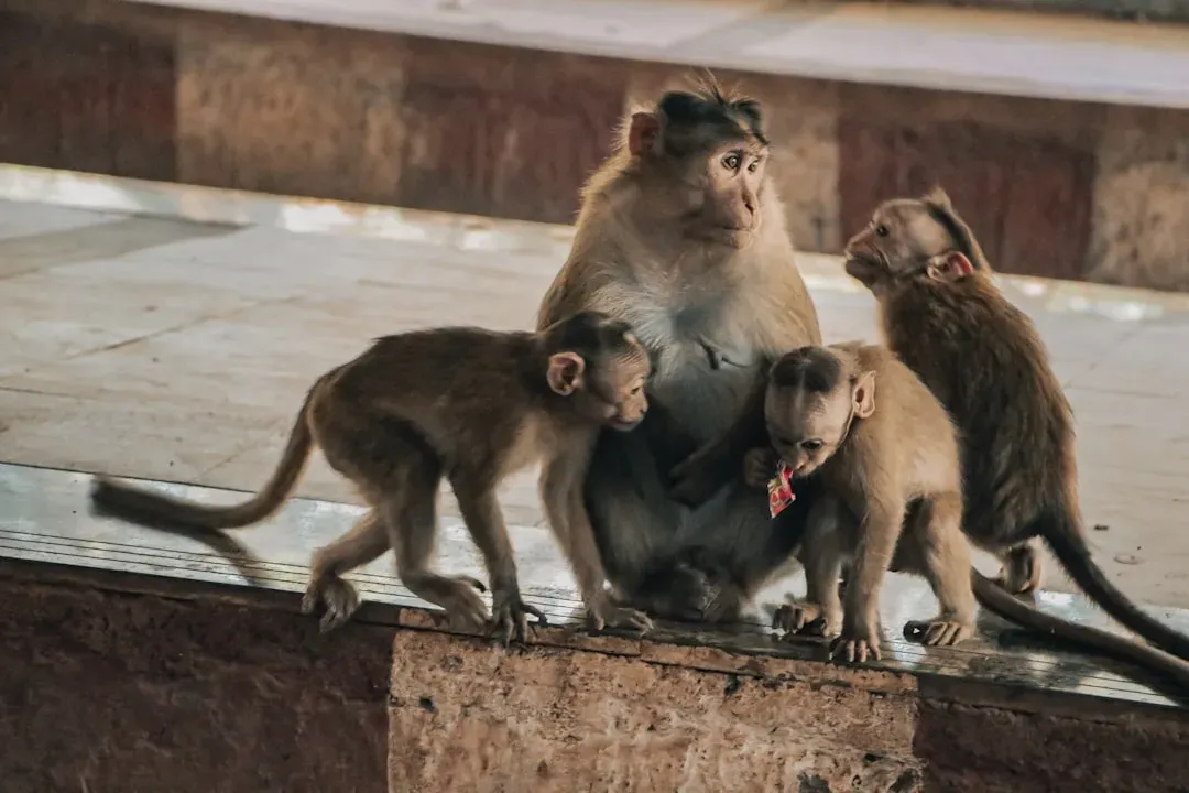 The Hidden Blueprint: How Animal Societies Are Built (Image Credits: Unsplash)