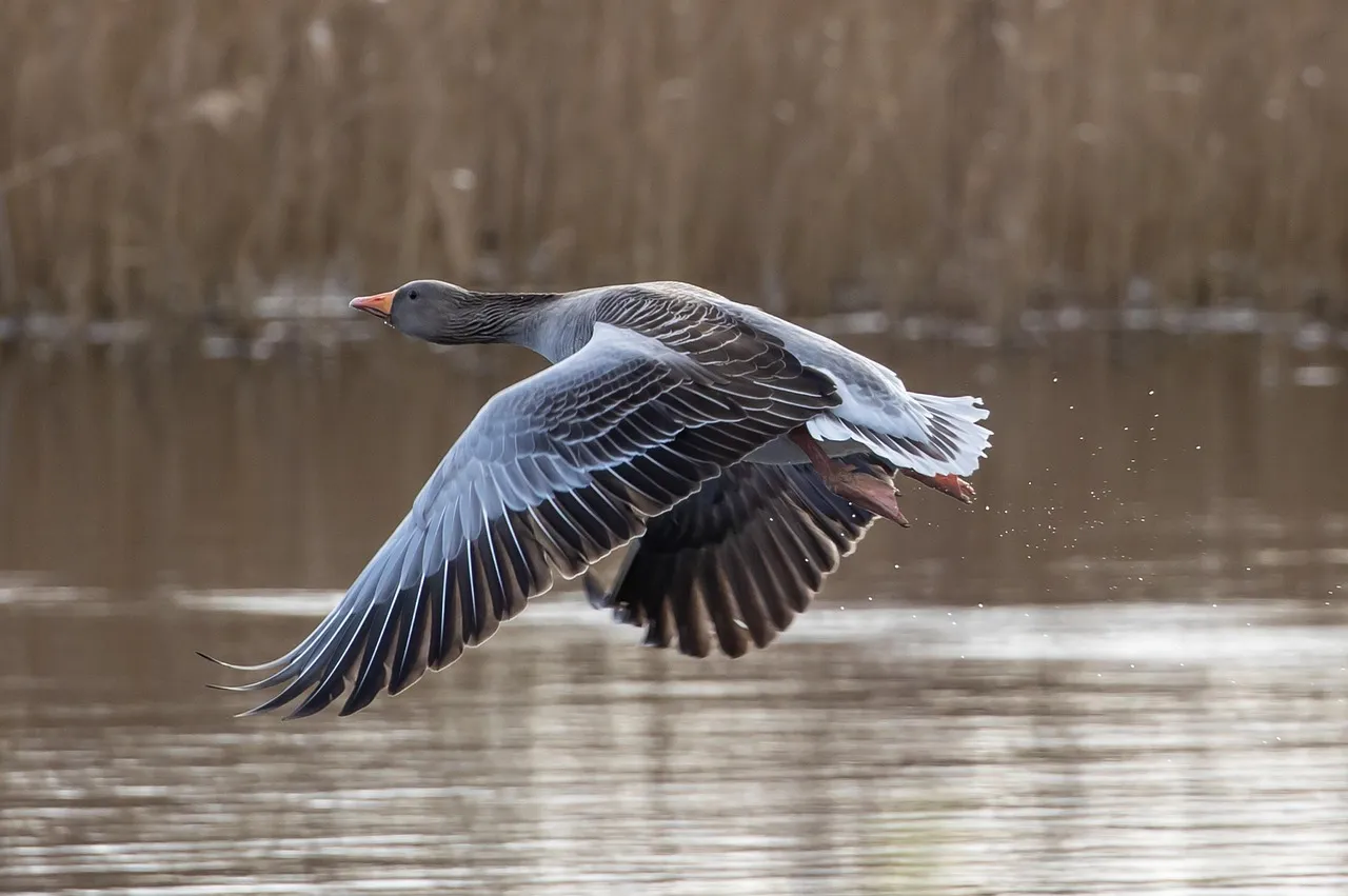 Assessing Landing Conditions and Safety (Image Credits: Pixabay)