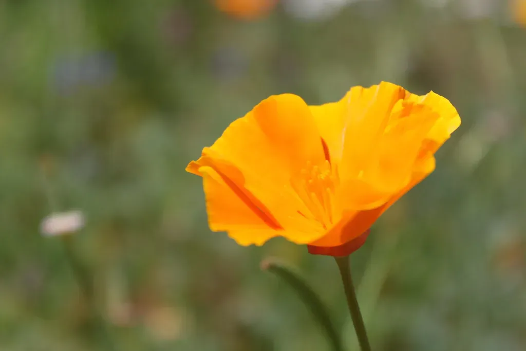 The Mexican Gold Poppy (Disgwylfa, Flickr, CC BY 2.0)