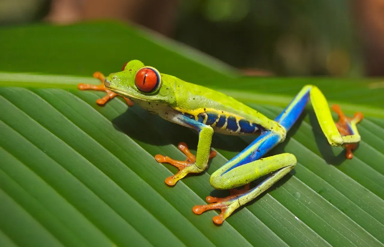 10. The Pacific Tree Frog: The Slow-Burn Color Master (Image Credits: Pixabay)
