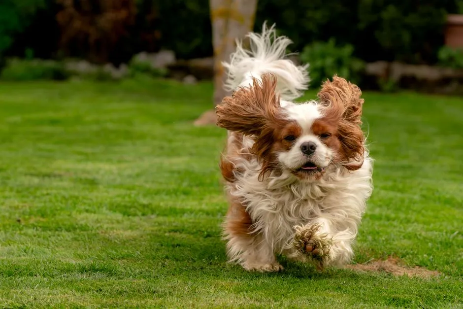 #32 - English Toy Spaniels and Rare Toy Companions (Image Credits: Pexels)