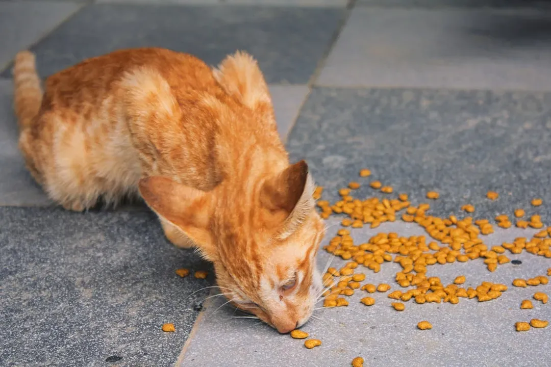 2. Overfeeding and Ignoring Portion Sizes (Image Credits: Unsplash)