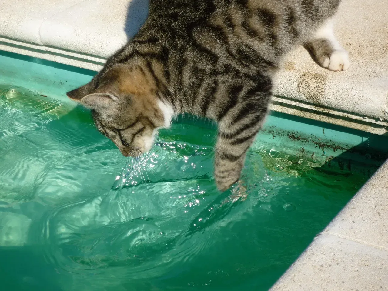 Pisces (February 19 &ndash; March 20): The Fishing Cat (Image Credits: Pixabay)
