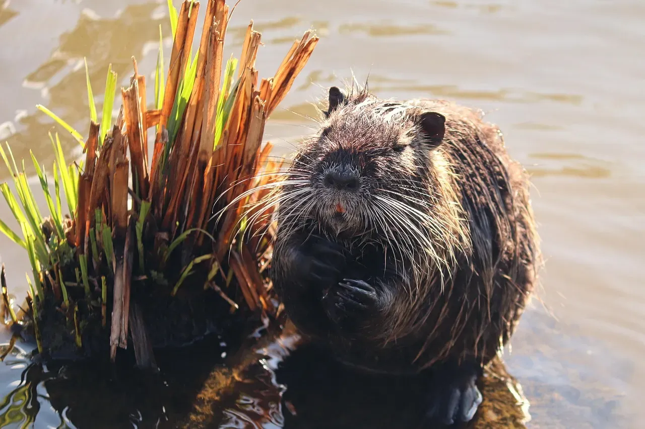 #1: Beavers Are True Ecosystem Engineers, Not Just Dam Builders (Image Credits: Pixabay)