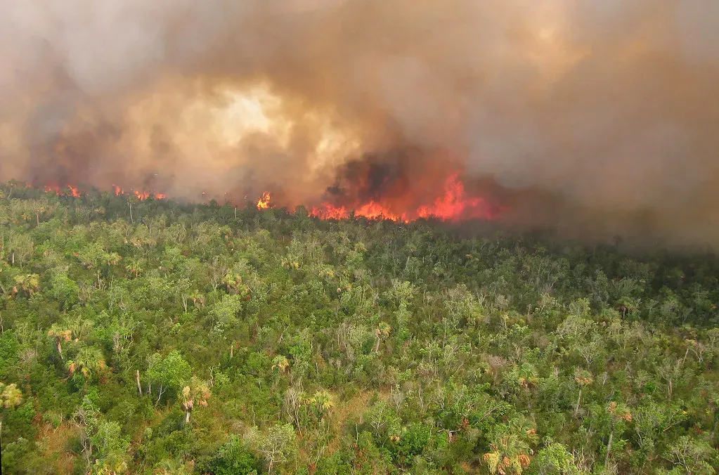 Its Habitat Has Been Almost Completely Destroyed (Image Credits: Flickr)
