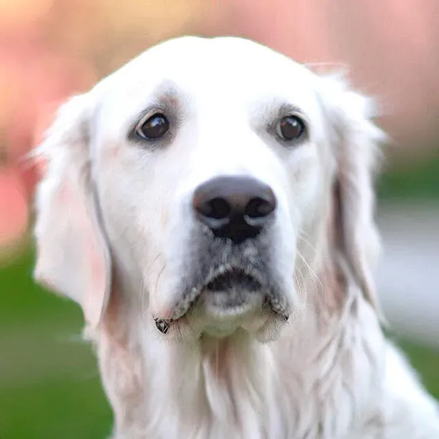 #6 &ndash; "Hypoallergenic" Is a Marketing Word, Not a Biological Fact (Alex Beattie, Flickr, CC BY 2.0)