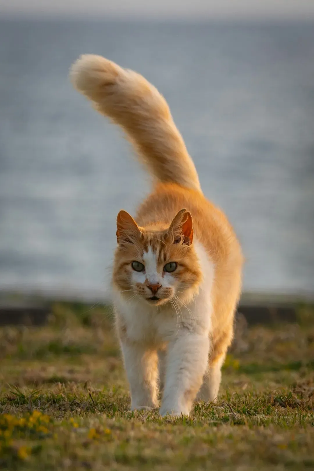 The Telltale Tail Swish (Image Credits: Unsplash)