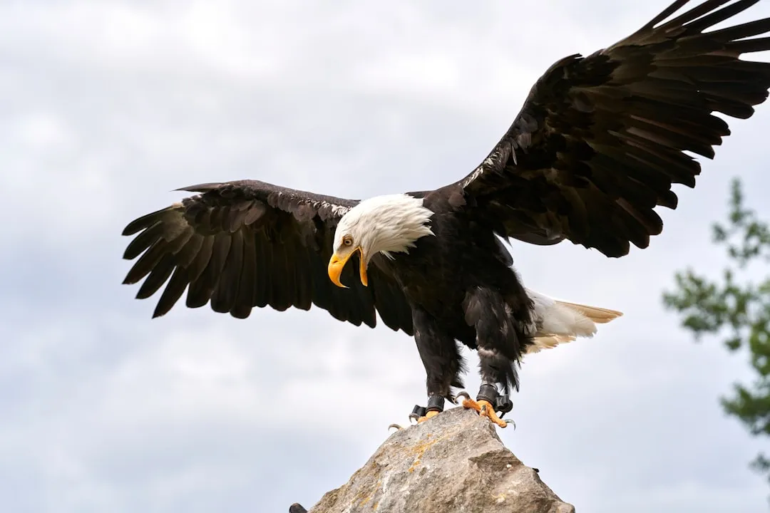 Why Eagle Feathers Are Sacred, Not Souvenirs (Image Credits: Unsplash)