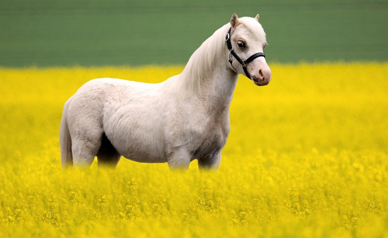 Pisces: The Welsh Pony (Image Credits: Pixabay)