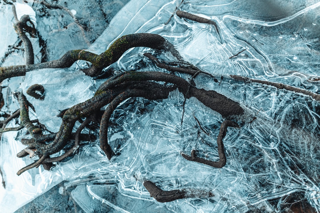 The Bizarre Winter Snake Exodus (Image Credits: Unsplash)