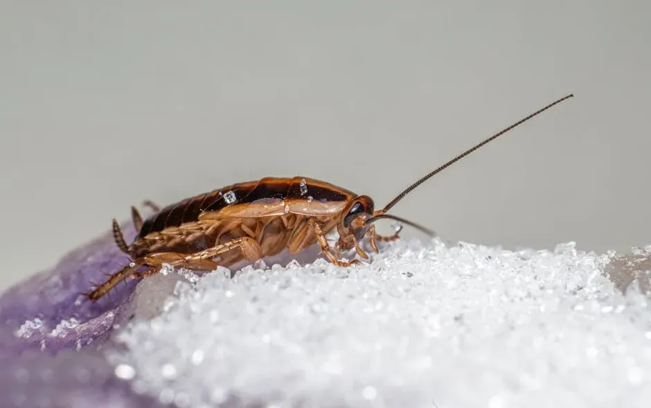 3. Cockroaches: Allergens, Bacteria, and Hidden Asthma Triggers (Image Credits: Pexels)