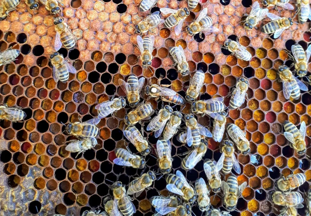 Bees: The Buzzing Barometers (Image Credits: Unsplash)