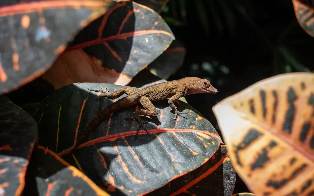 Body Sculpted Like a Dead Leaf: The Madagascar Leaf-Tailed Gecko (Image Credits: Unsplash)