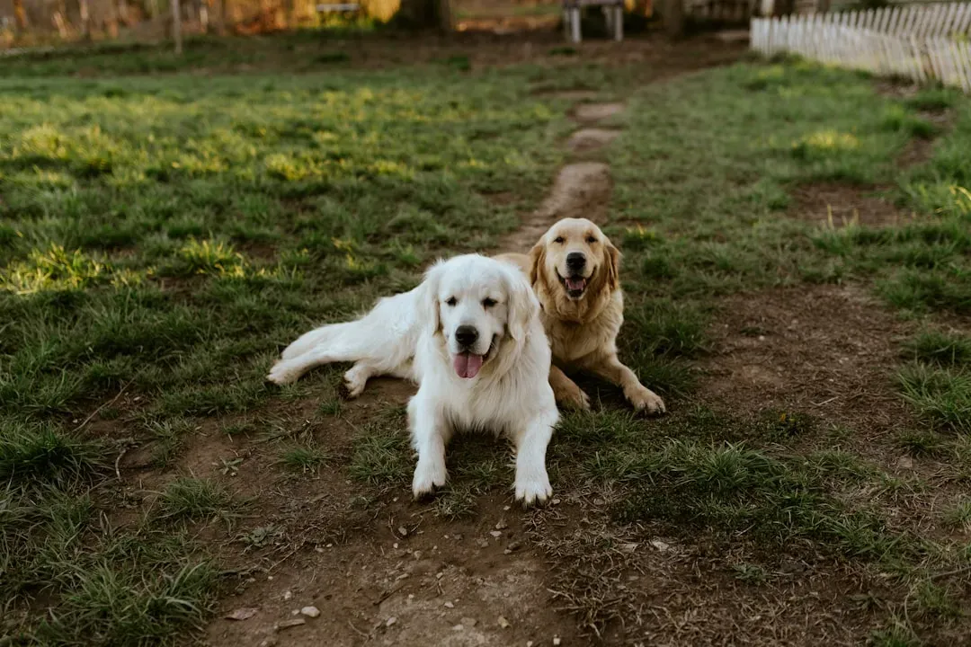 Why Livestock Guardian Dogs Are Built for Alaska's Brutal Conditions (Image Credits: Unsplash)
