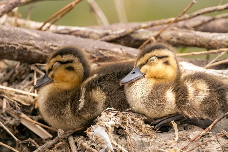 Breeding Season and Territoriality (Image Credits: Pexels)