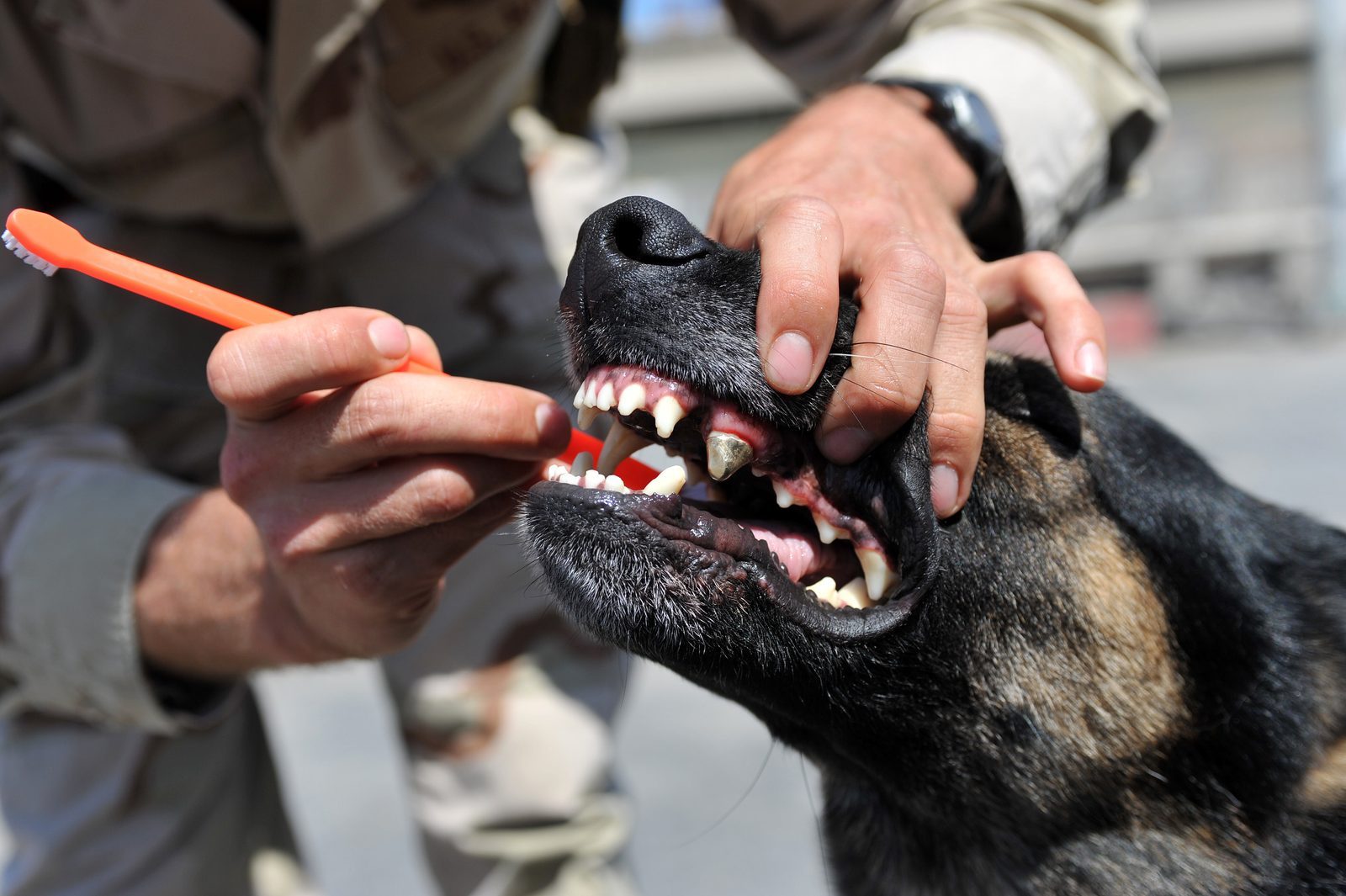 Brush Those Canine Chompers Regularly (Image Credits: Wikimedia)