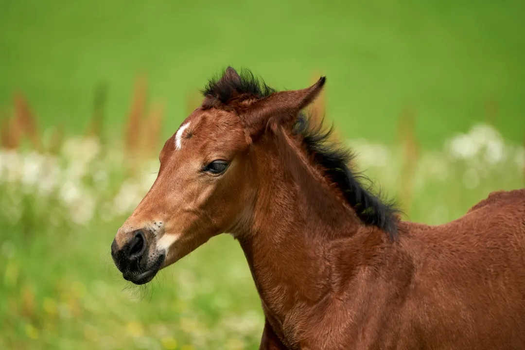 #7 - Coltish Two- and Three-Year-Olds (Any Breed) (Image Credits: Unsplash)