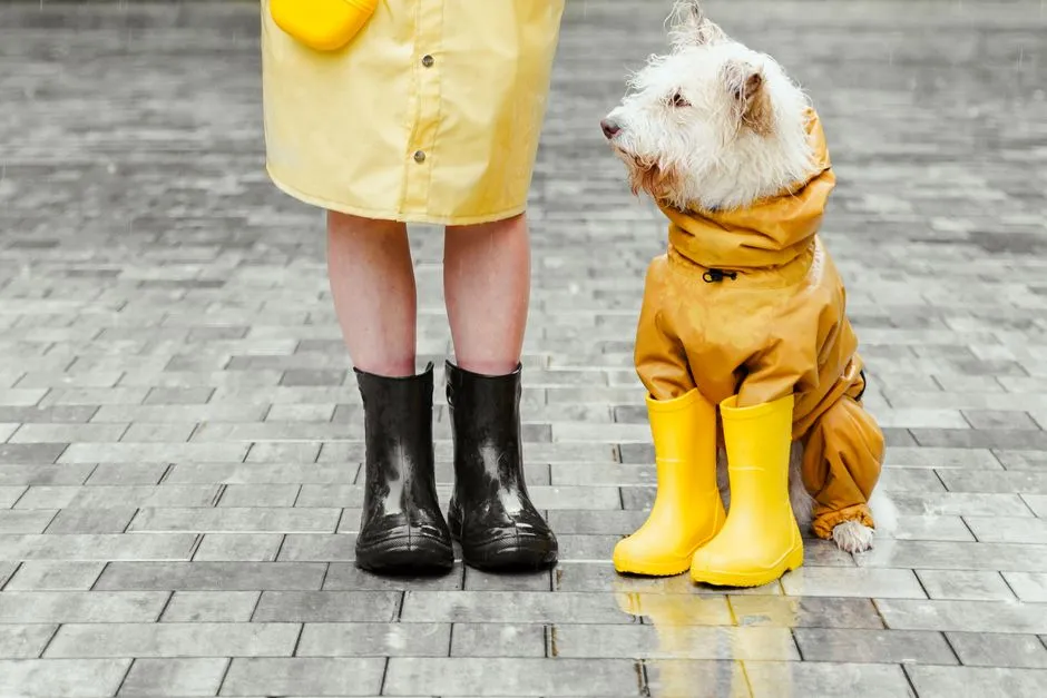Conclusion: Match the Dog to the Life, Not the Fantasy (Image Credits: Pexels)