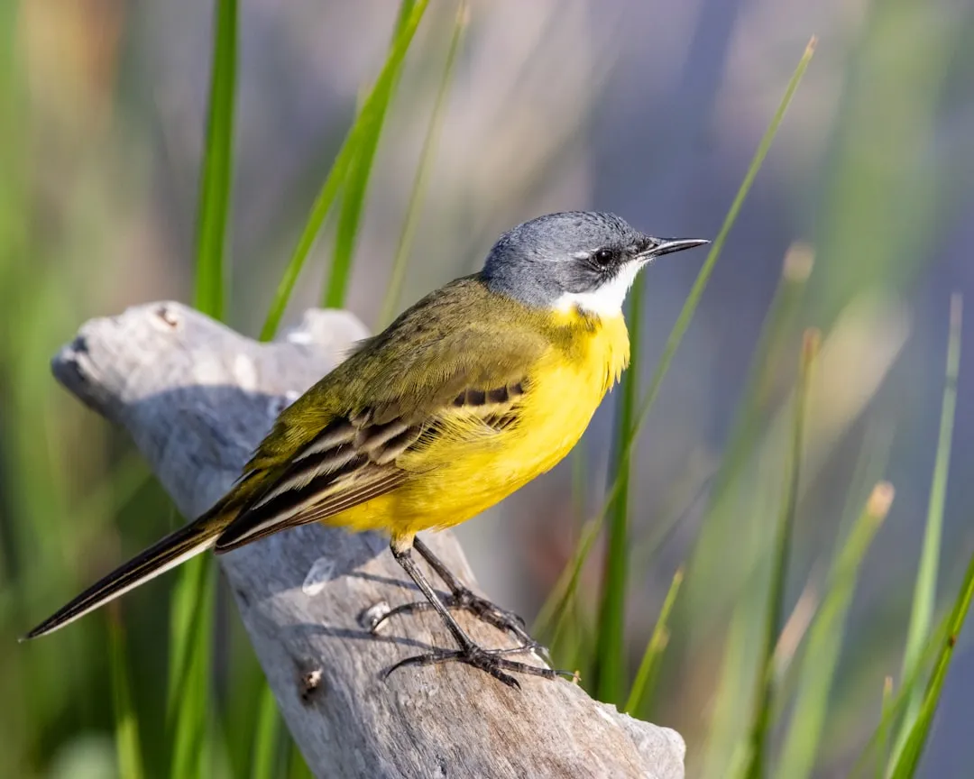 #16 - Yellow Wagtails Are Cutting It Close (Image Credits: Unsplash)