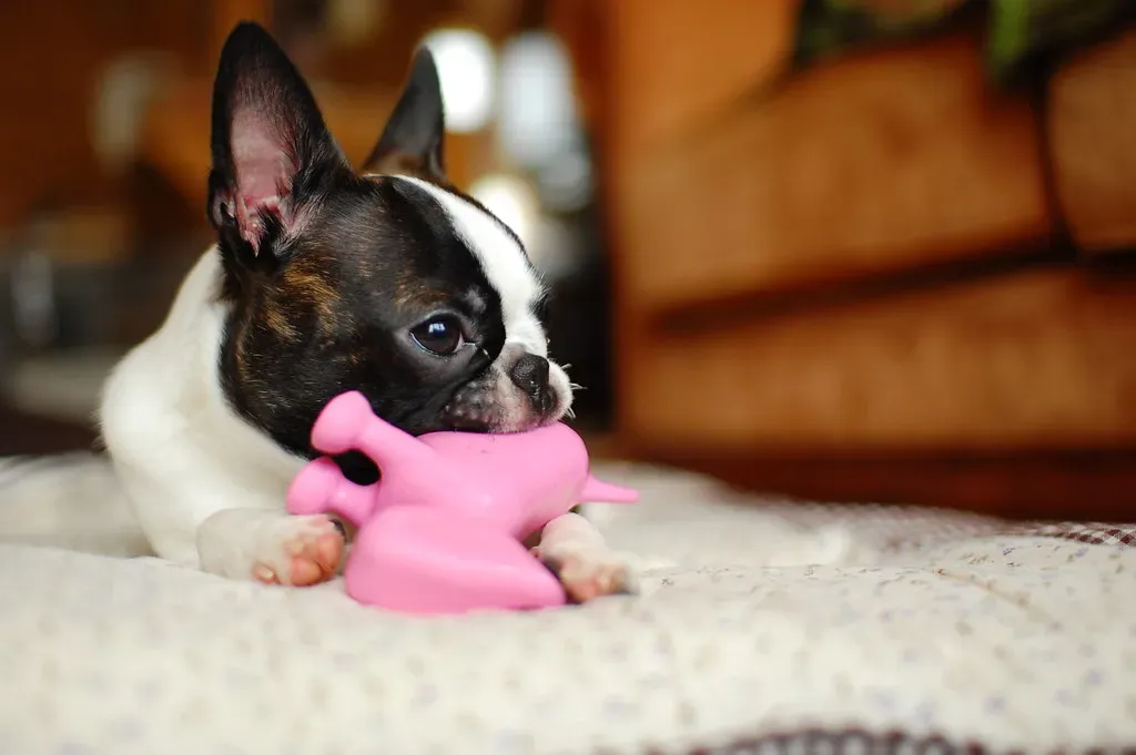 #11. Boston Terrier (sendaiblog, Flickr, CC BY 2.0)