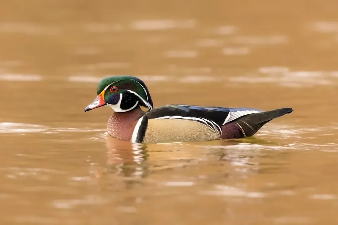 2. Wood Duck: A Watercolor Masterpiece (Image Credits: Unsplash)