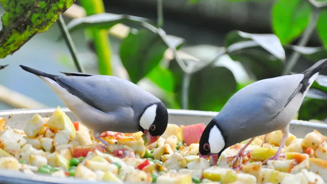#10: Never Share Food Directly from Your Mouth (Image Credits: Unsplash)