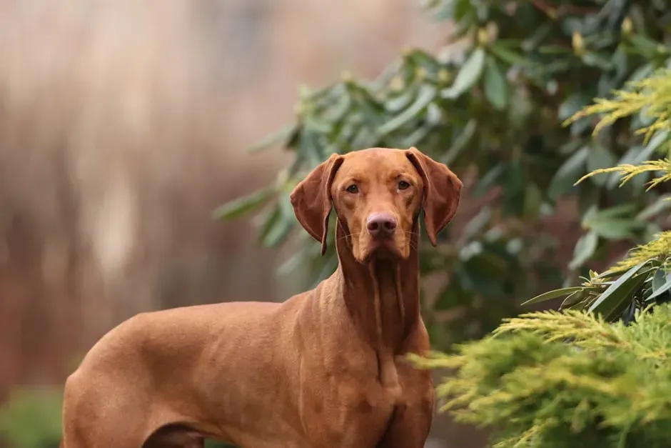 #1. Vizsla (Image Credits: Pexels)