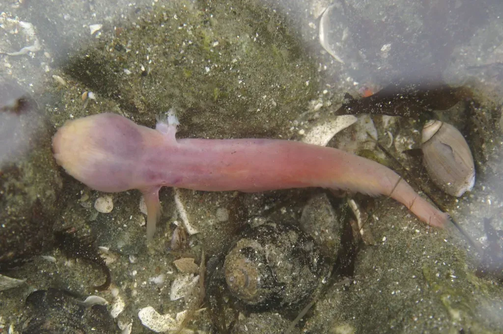 Snailfish: The Ultimate Depth Champions (Image Credits: Flickr)