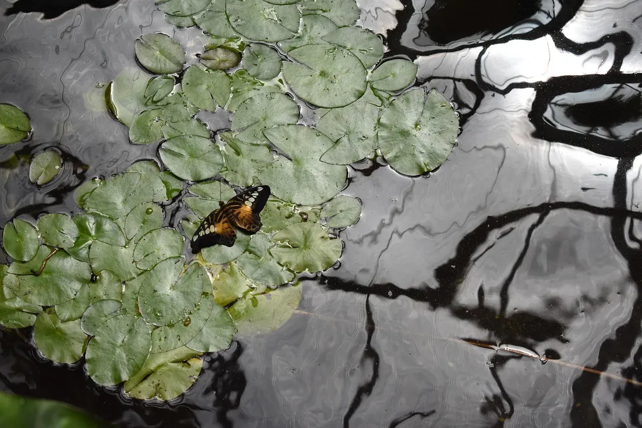 Provide Water Sources and Puddling Areas (Image Credits: Pixabay)