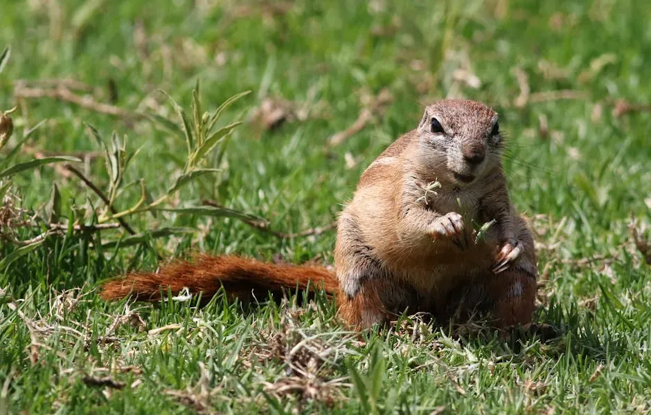 #9. The Northern Idaho Ground Squirrel (Image Credits: Pexels)