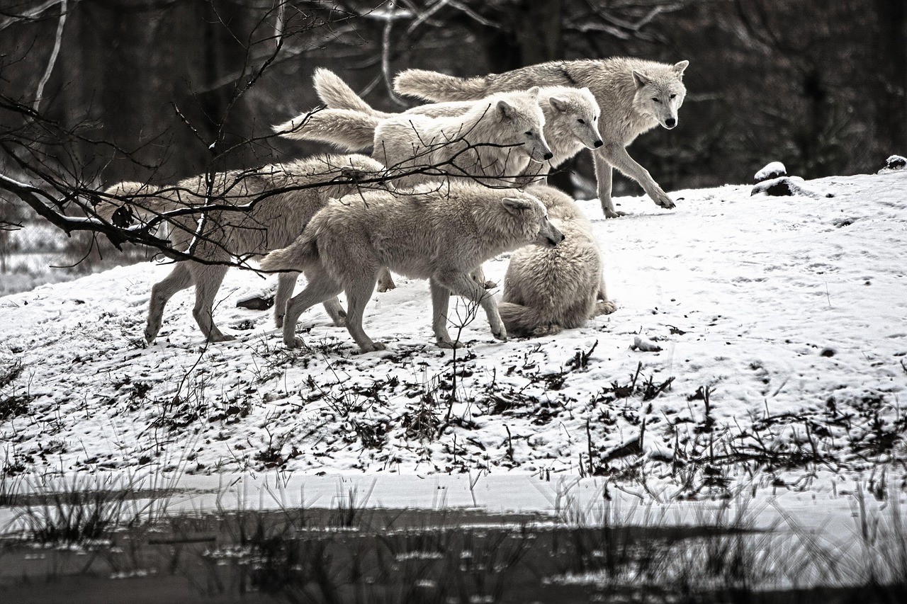 Hunting Strategies: Complex Coordination vs. Opportunistic Brilliance (Image Credits: Pixabay)