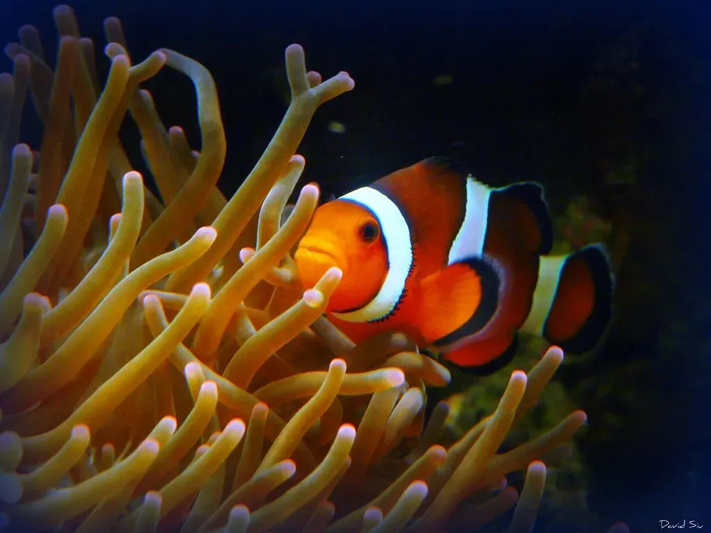 1. Clownfish: The Disney Star With a Dark Secret (Image Credits: Flickr)
