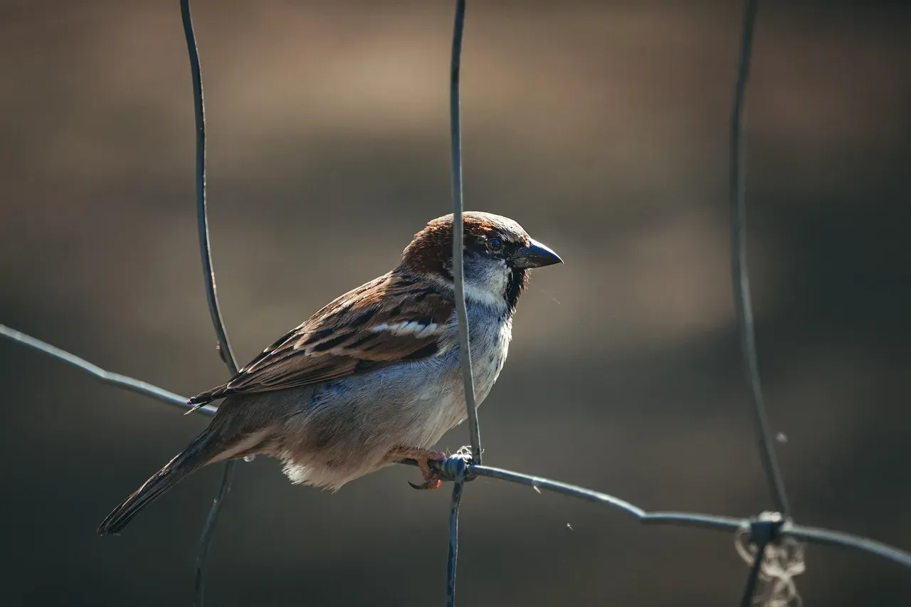Green Spaces, Urban Planning, and the Future of City Birds (Image Credits: Pixabay)