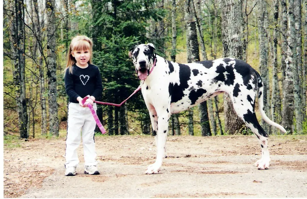 Harlequin Great Dane: The Gentle Patchwork Giant (Image Credits: Flickr)
