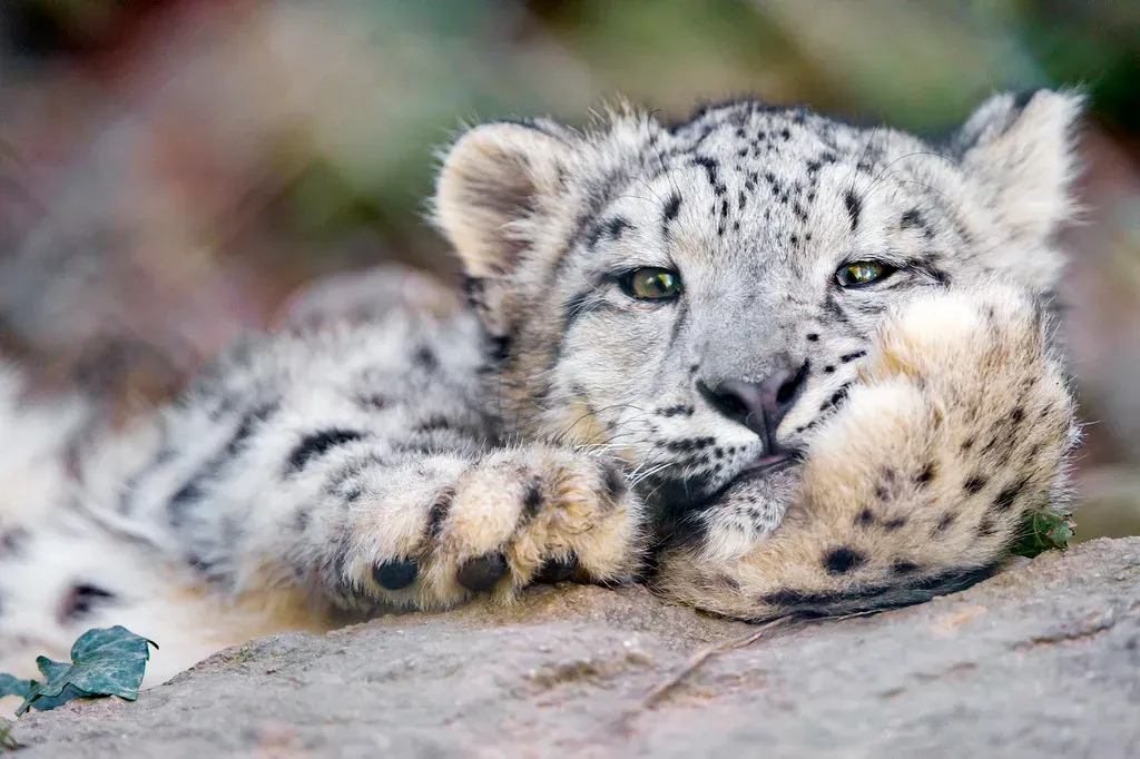 Baby Snow Leopard (Image Credits: Flickr)
