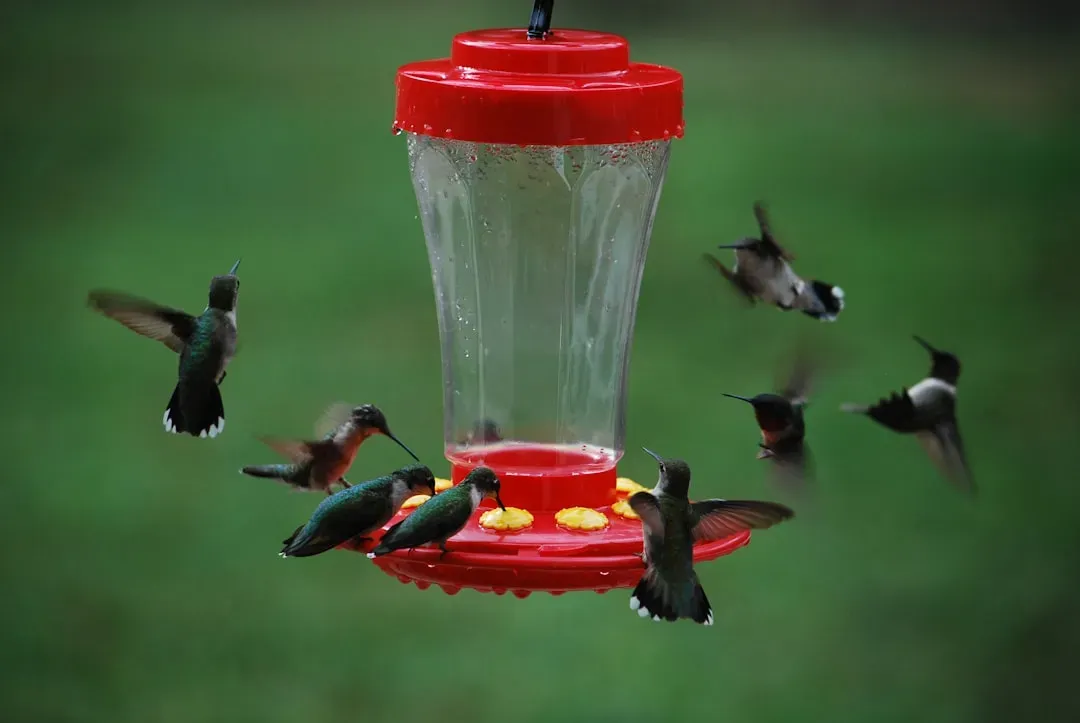 Set Up a Variety of Feeders and Watch the Magic Happen (Image Credits: Unsplash)