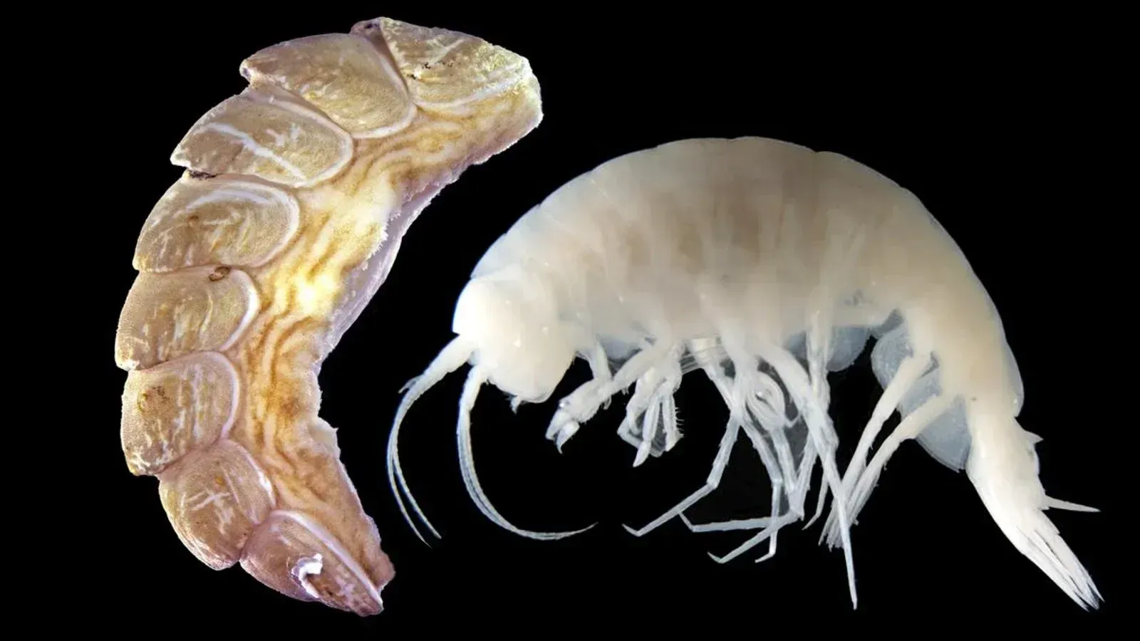 Ferreiraella populi: The Deep-Sea Creature Named by the Internet (Image Credits: Source:Animalfactguide.com)