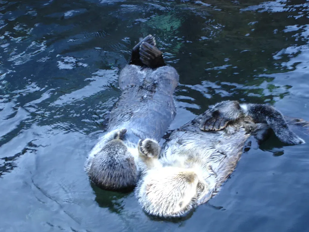 Conclusion: A Survival Instinct That Happens to Be Adorable (pavelrybin, Flickr, CC BY 2.0)