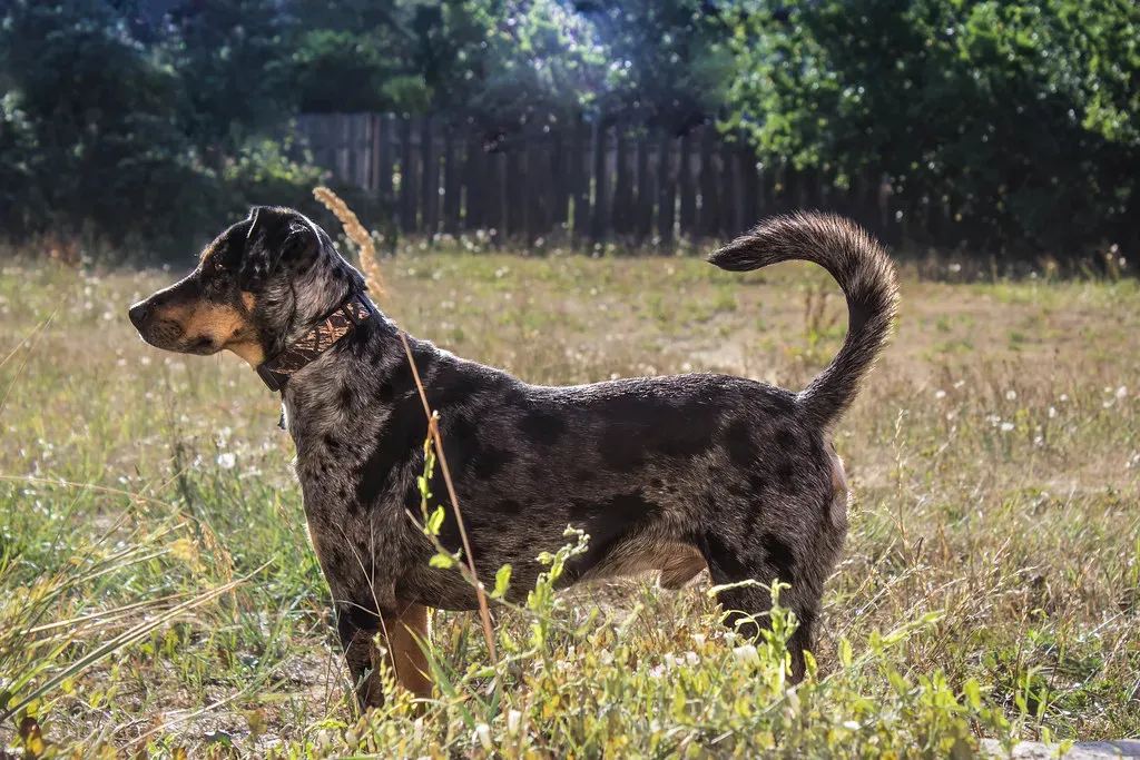 Catahoula Leopard Dog: The Overlooked Endurance Machine (Krystal.Hamlin, Flickr, CC BY 2.0)