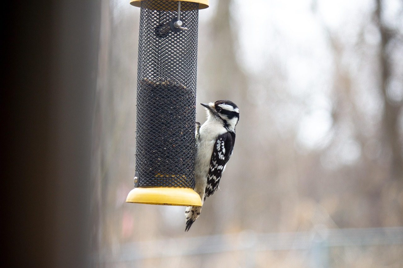 Downy Woodpeckers: The Gentle Drummers (Image Credits: Pixabay)