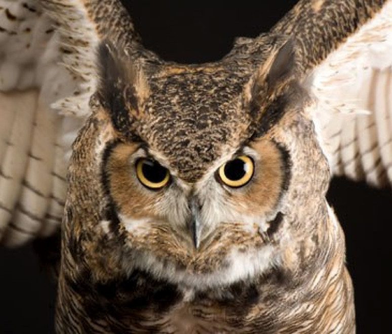 The Wise Owl (November 23 - December 21) (Image Credits: Flickr)